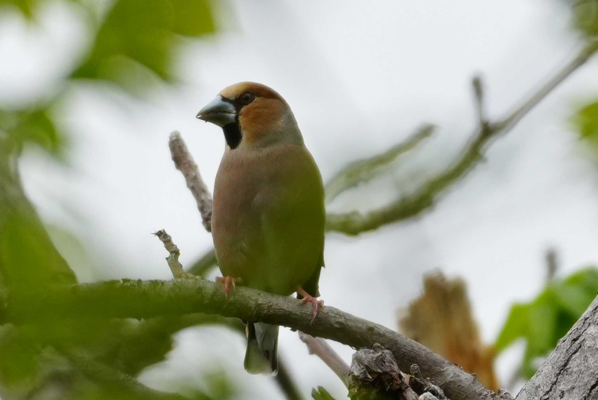 Hawfinch