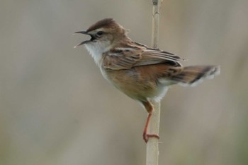 Zitting Cisticola 多摩川 Sun, 4/21/2024