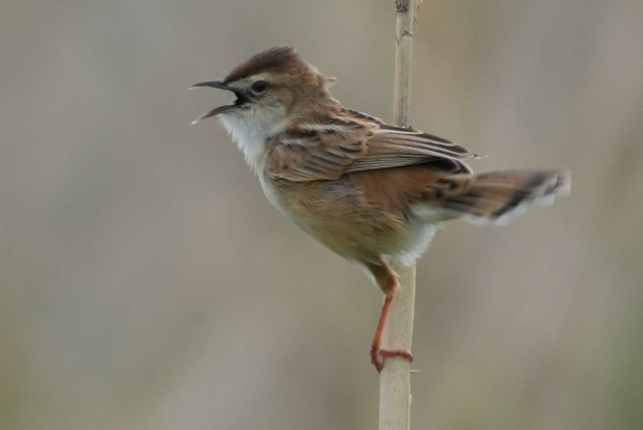 Zitting Cisticola