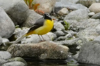 Grey Wagtail 多摩川 Sun, 4/21/2024