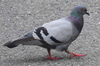 Rock Dove 愛媛県新居浜市 Fri, 4/19/2024