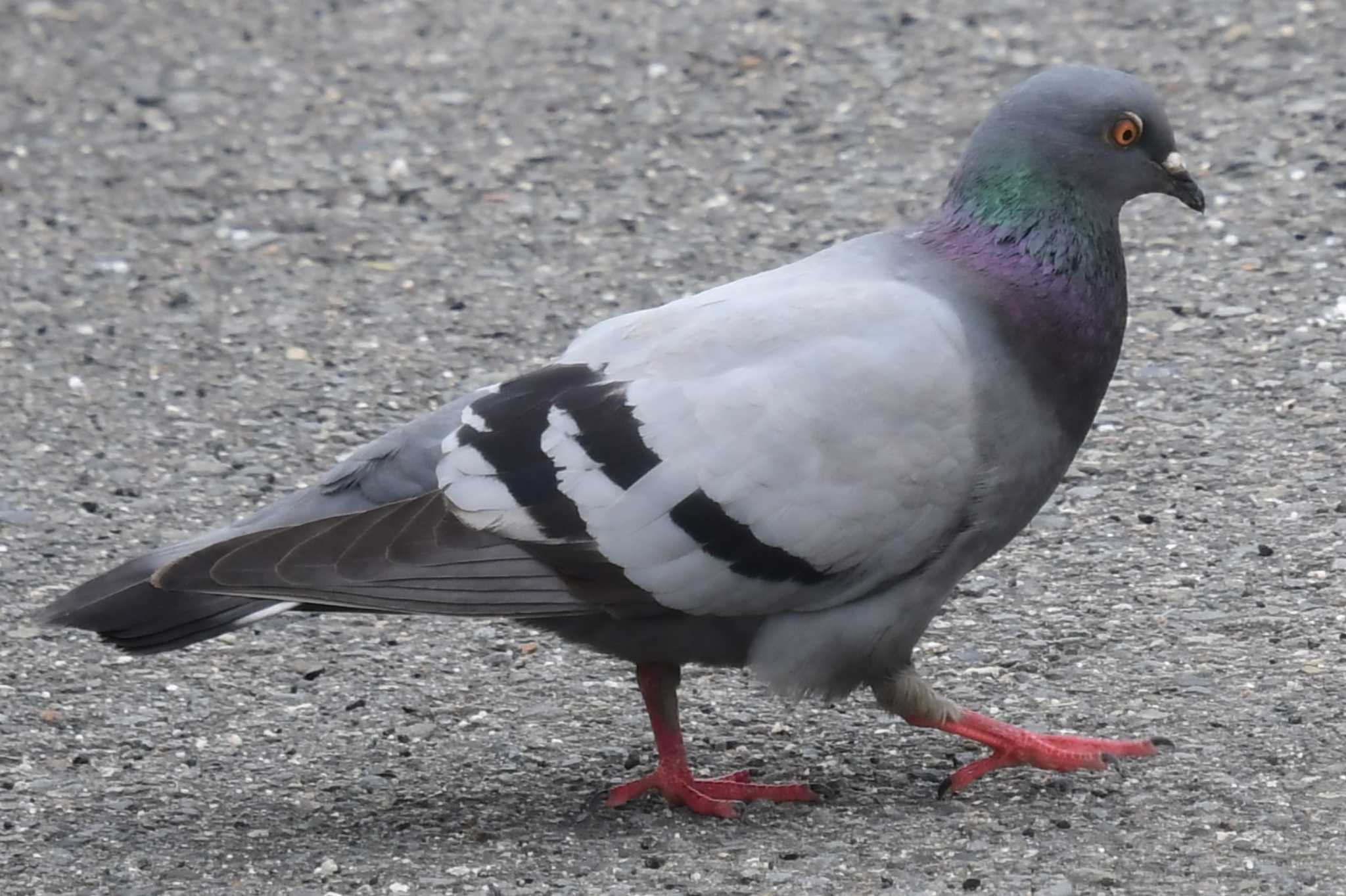 Photo of Rock Dove at 愛媛県新居浜市 by でみこ