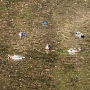 Eurasian Wigeon Imperial Palace Sun, 12/30/2018