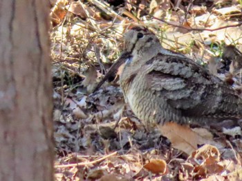 Eurasian Woodcock Maioka Park Sat, 12/30/2023