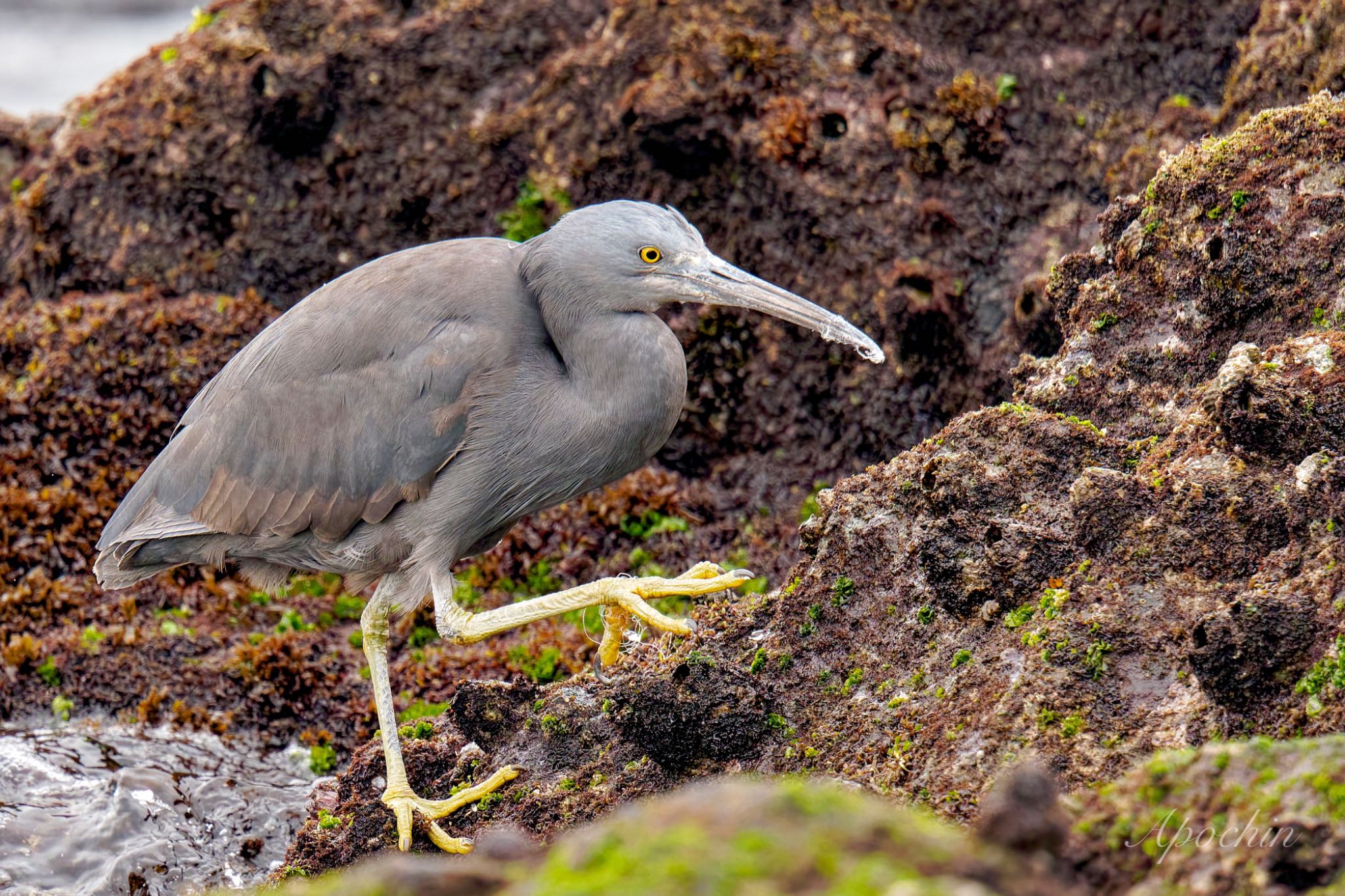 Photo of Pacific Reef Heron at 真鶴岬 by アポちん