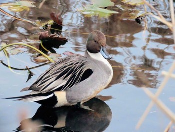 Northern Pintail 本牧市民公園 Wed, 1/3/2024