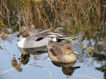 オナガガモ 本牧市民公園 2024年1月3日(水)