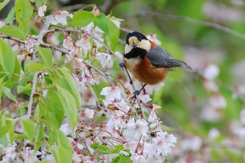 Varied Tit 愛知県 Fri, 4/19/2024