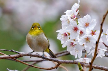 Warbling White-eye 真鶴岬 Sat, 4/6/2024