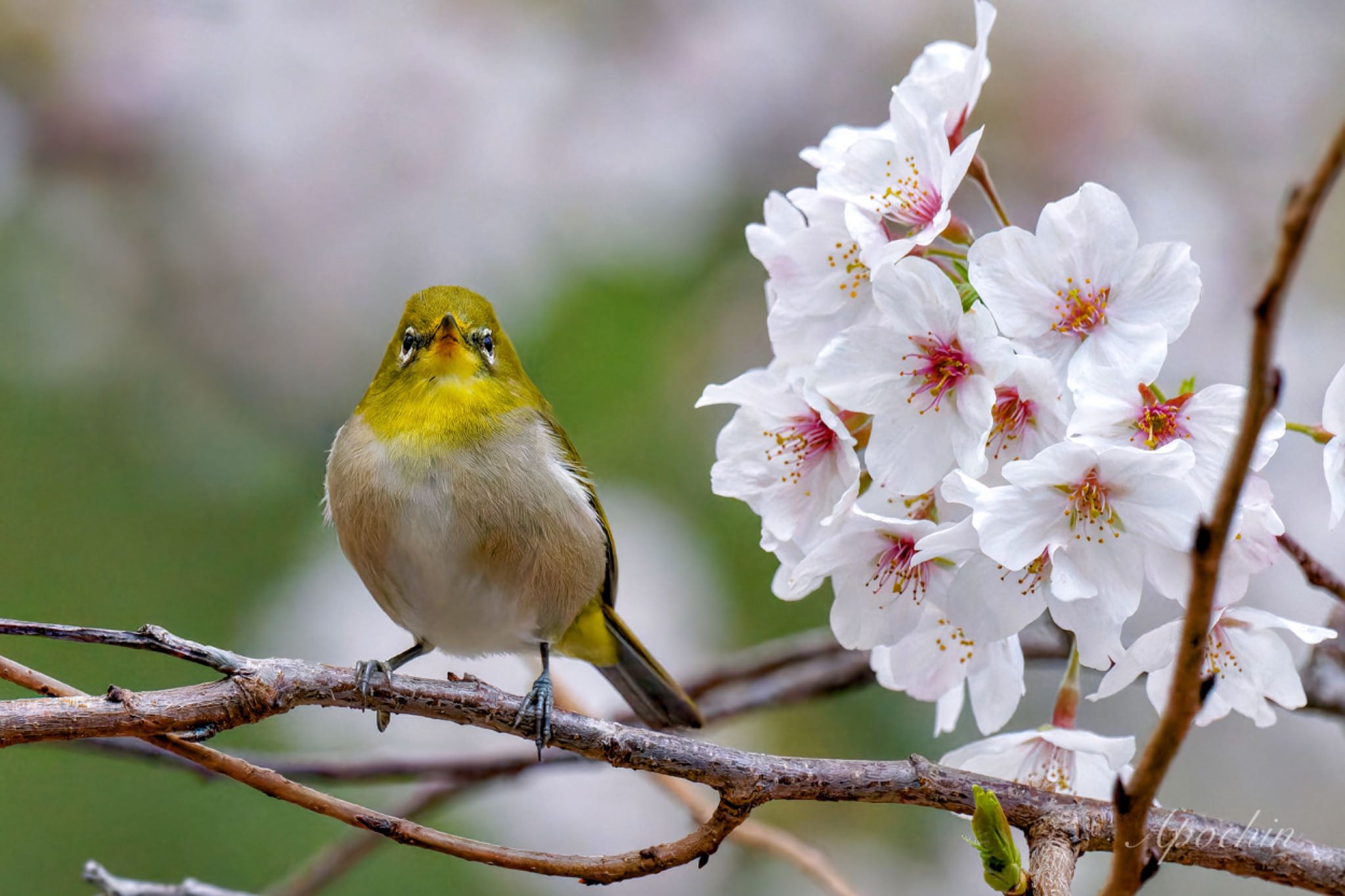 Warbling White-eye