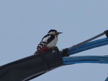 Great Spotted Woodpecker(japonicus) 札幌市北区 Mon, 2/12/2024