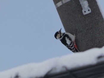 エゾアカゲラ 札幌市北区 2024年2月12日(月)