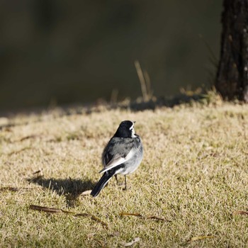 White Wagtail Imperial Palace Sun, 12/30/2018