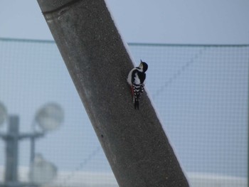 Great Spotted Woodpecker(japonicus) 札幌市北区 Mon, 2/12/2024