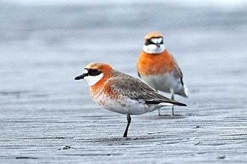 Siberian Sand Plover Sambanze Tideland Sun, 4/21/2024