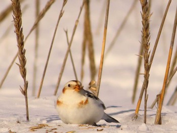 Snow Bunting 鵡川河口 Sun, 1/28/2024