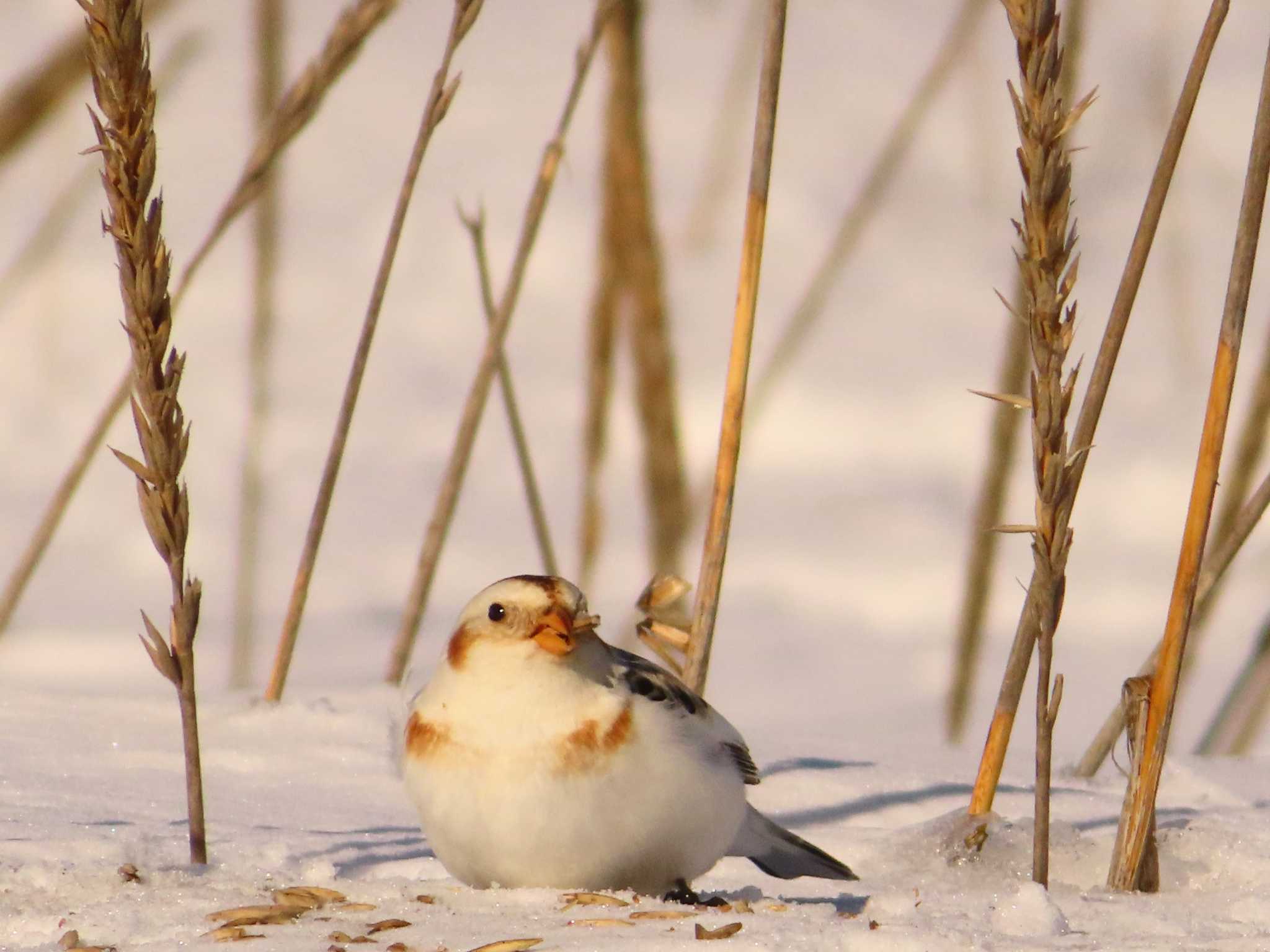 Snow Bunting