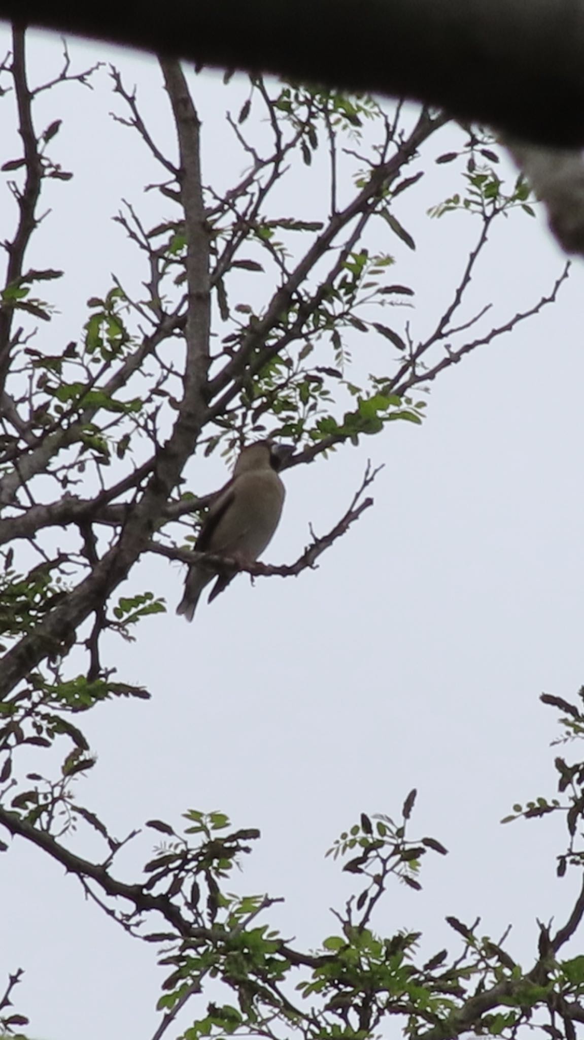 Photo of Hawfinch at 南浅川 by takapom