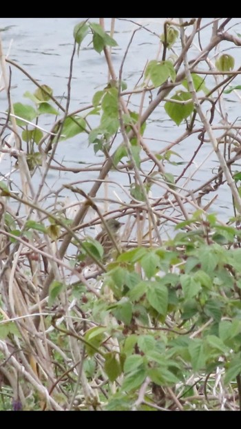 Masked Bunting 南浅川 Tue, 4/23/2024