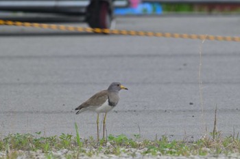 ケリ 平城宮跡 2024年4月21日(日)