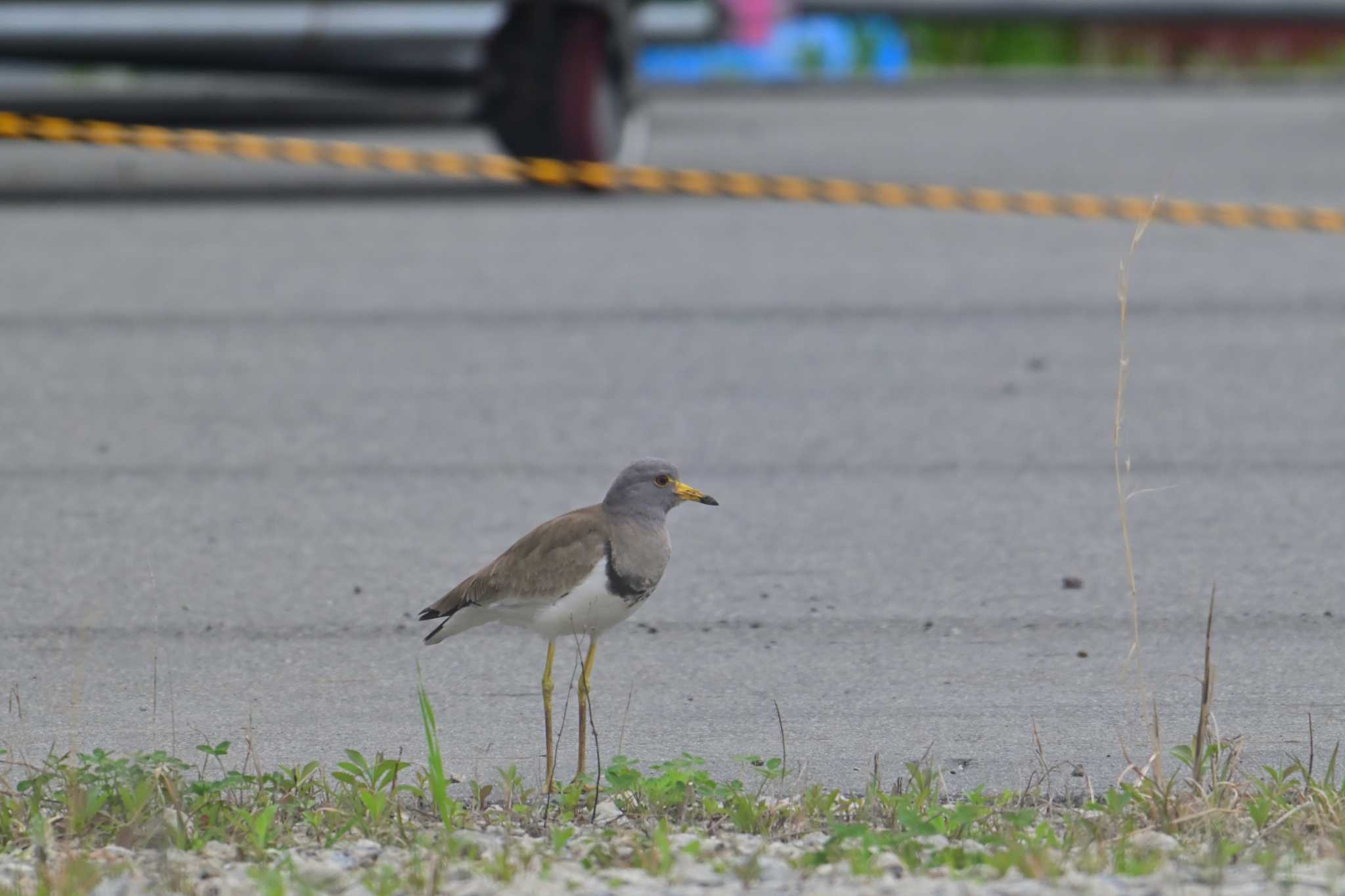 Grey-headed Lapwing