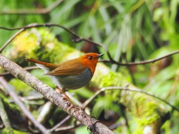 Tue, 4/23/2024 Birding report at Hayatogawa Forest Road