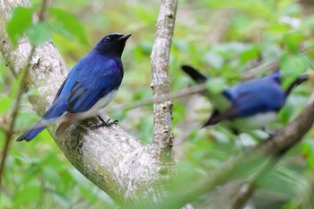 Blue-and-white Flycatcher 丸火自然公園 Mon, 4/22/2024