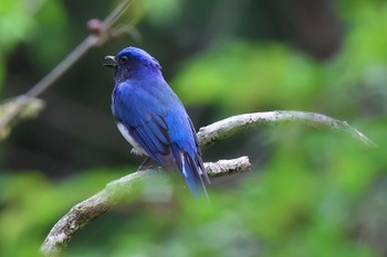 Blue-and-white Flycatcher 丸火自然公園 Mon, 4/22/2024