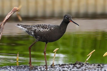 Spotted Redshank 茨城県 Sun, 4/21/2024