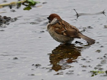 Eurasian Tree Sparrow 江津湖 Tue, 4/23/2024