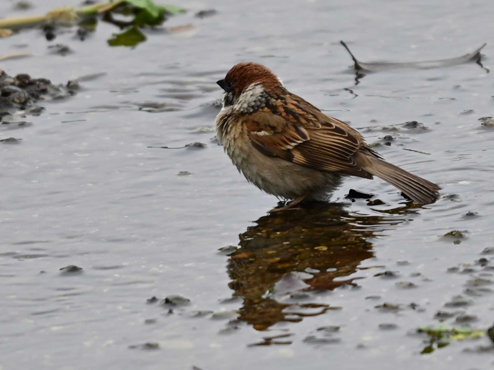 Photo of Eurasian Tree Sparrow at 江津湖 by jo6ehm