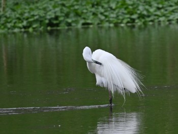 コサギ 江津湖 2024年4月23日(火)