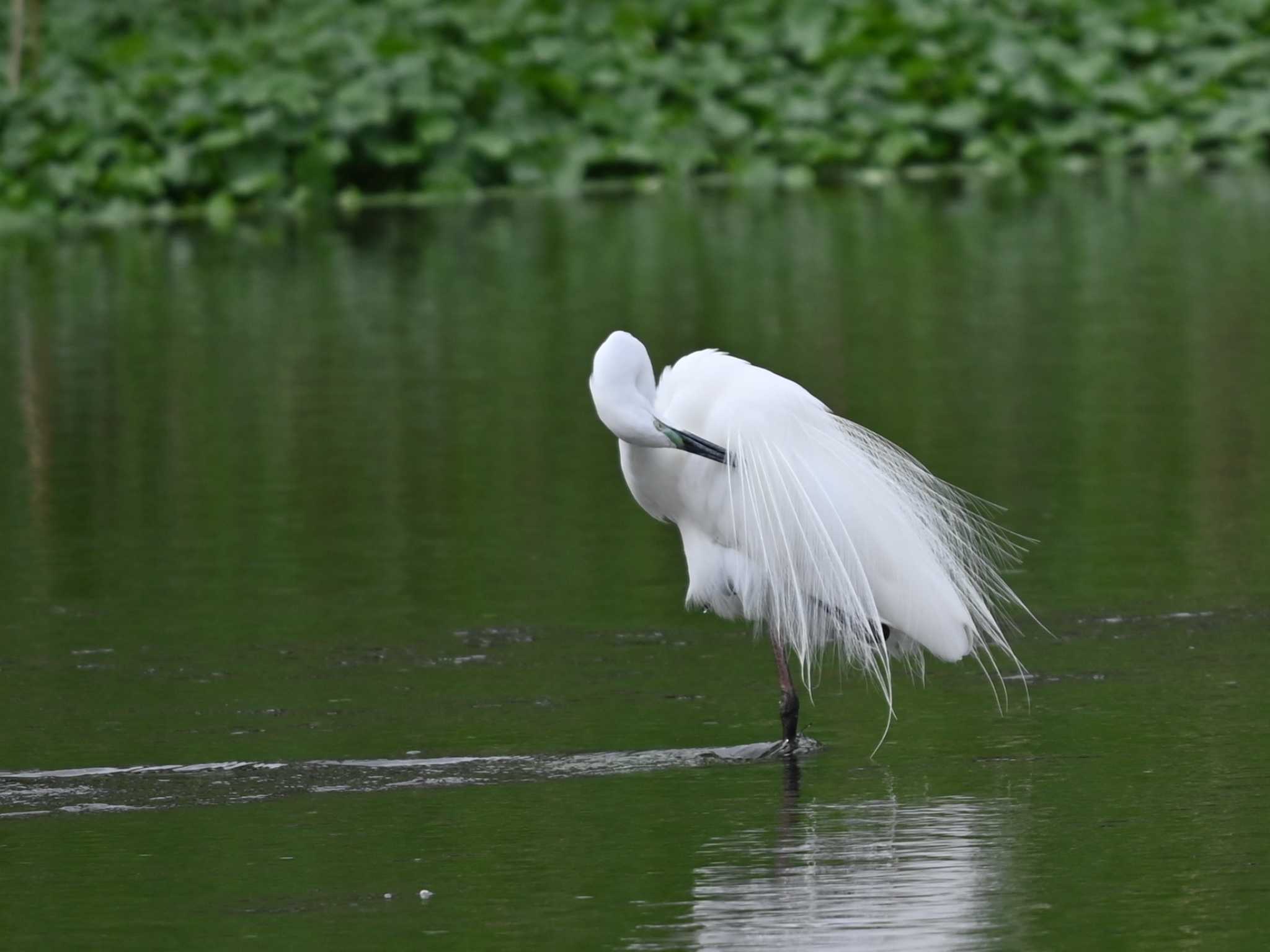 Photo of Little Egret at 江津湖 by jo6ehm