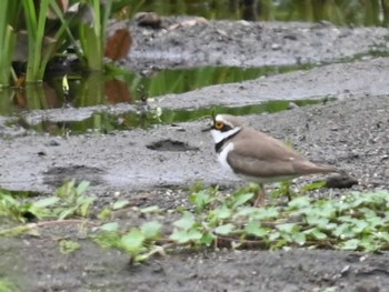 Little Ringed Plover 江津湖 Tue, 4/23/2024