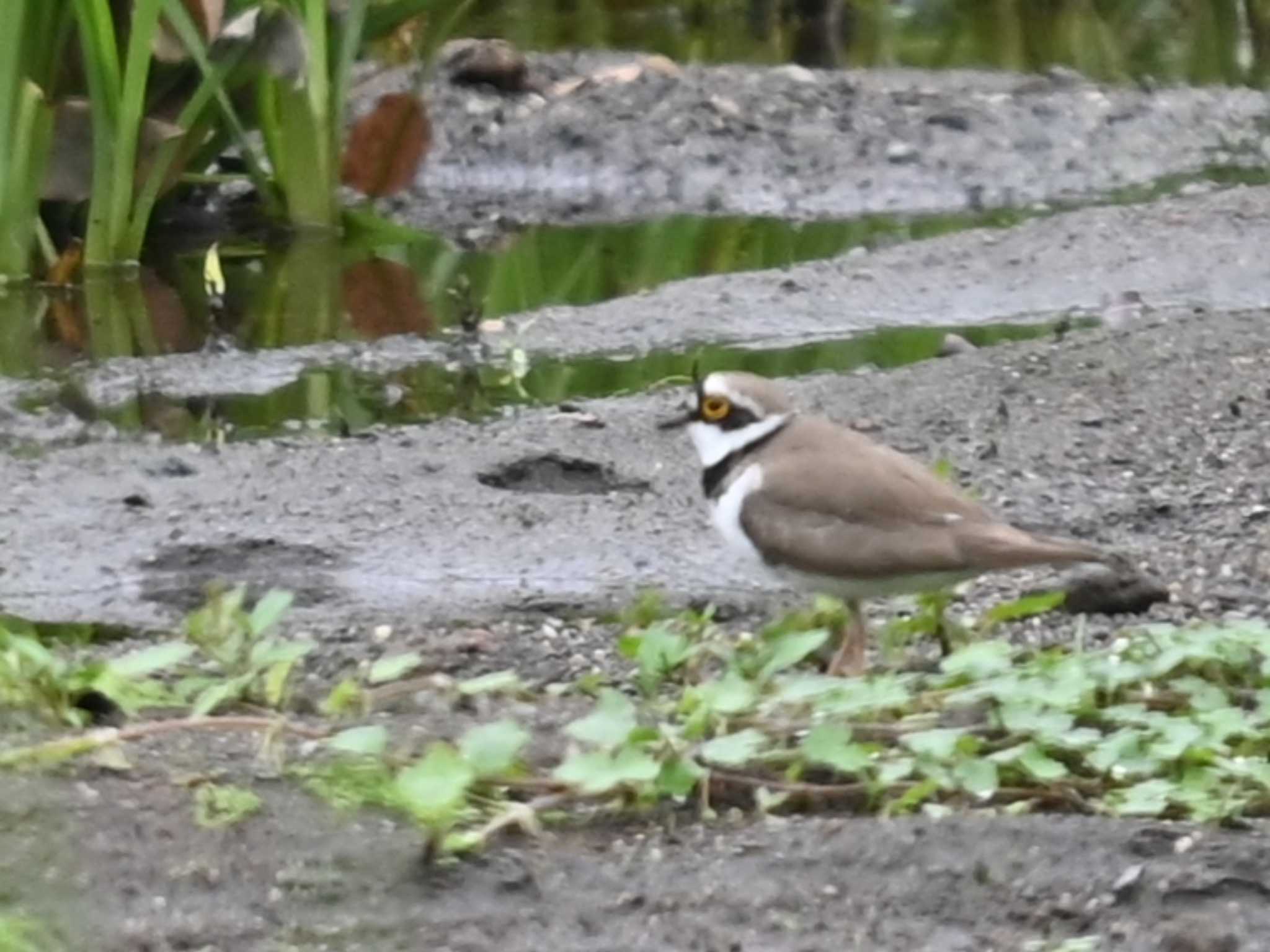 Little Ringed Plover