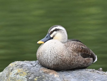 Eastern Spot-billed Duck 江津湖 Tue, 4/23/2024