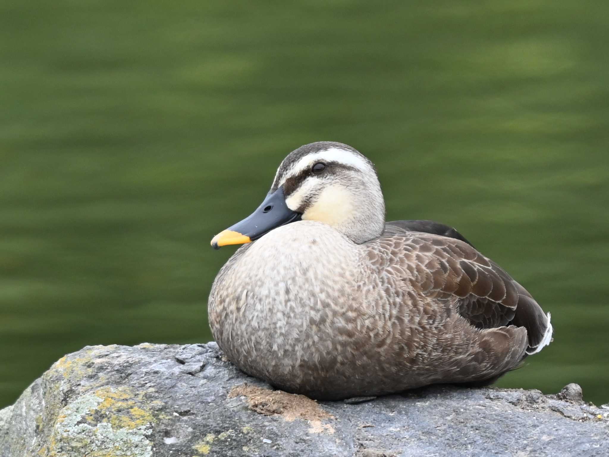 Photo of Eastern Spot-billed Duck at 江津湖 by jo6ehm