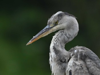 Grey Heron 江津湖 Tue, 4/23/2024