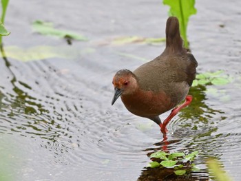 2024年4月23日(火) 江津湖の野鳥観察記録