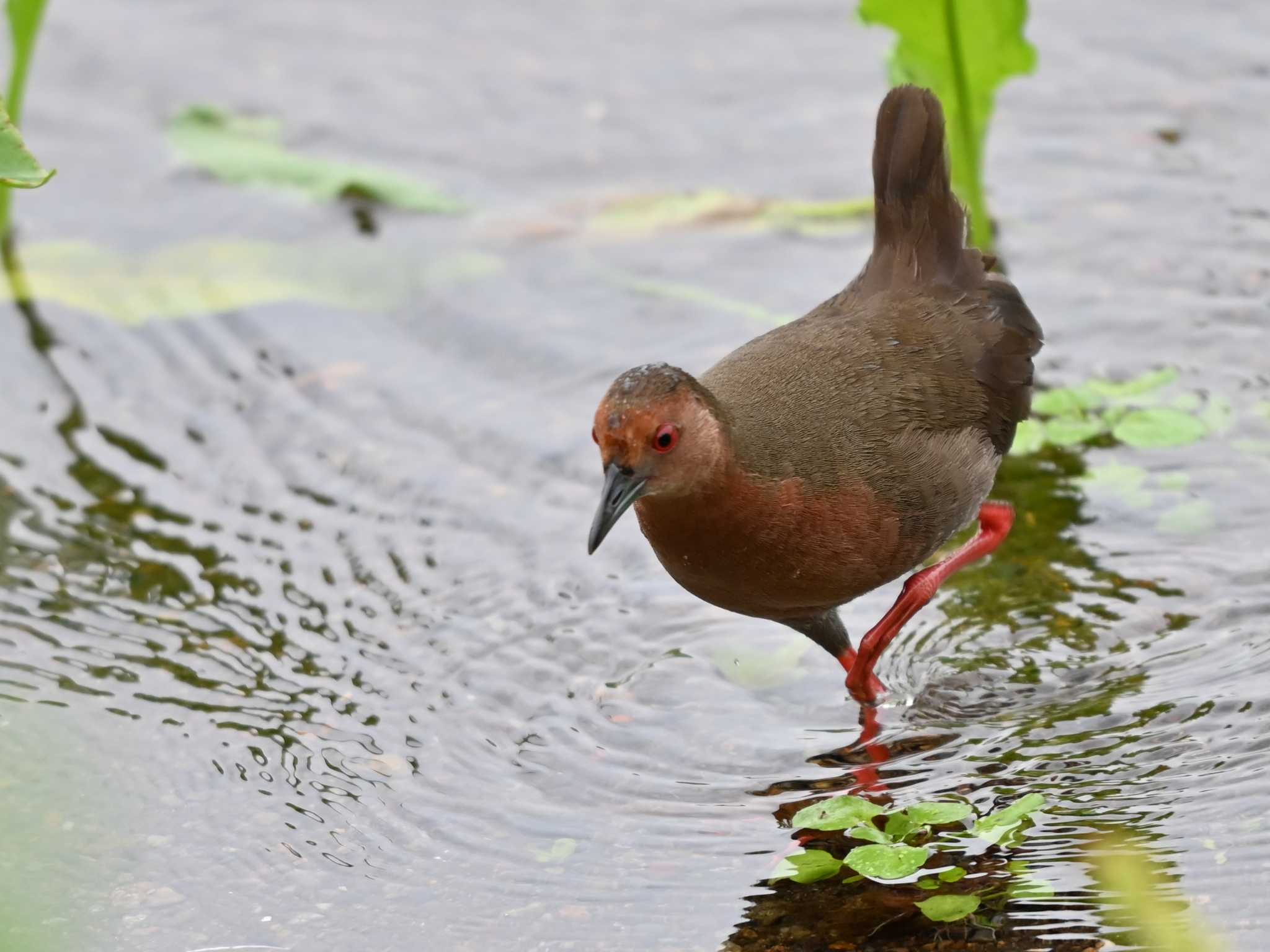 Ruddy-breasted Crake