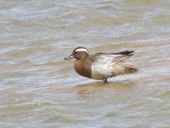 Garganey Izunuma Fri, 4/19/2024