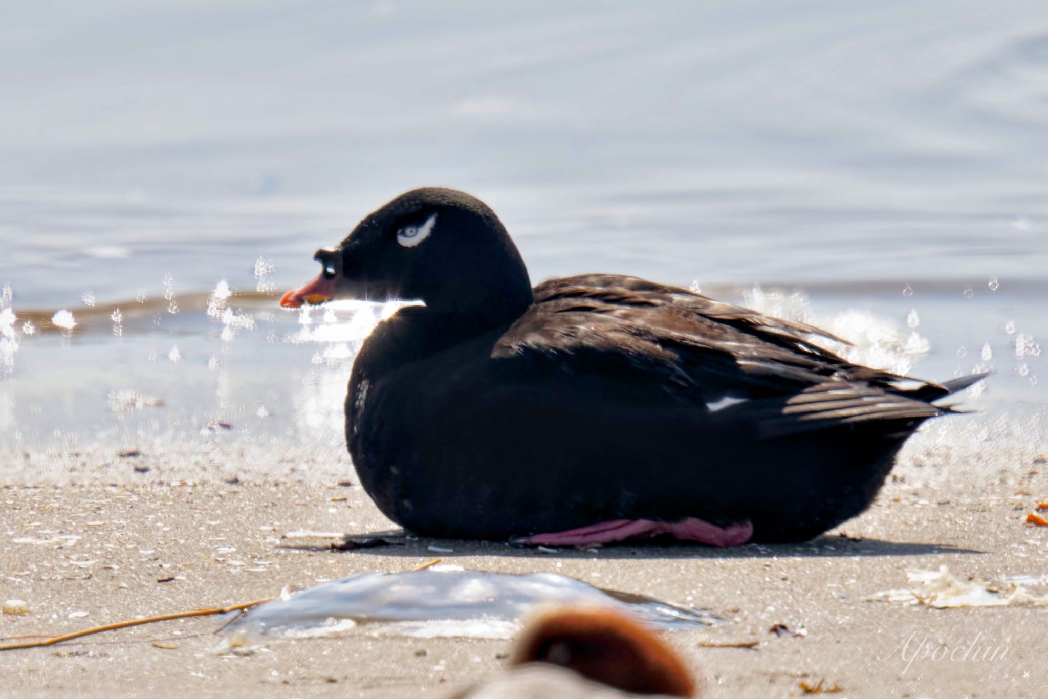 Photo of White-winged Scoter at Sambanze Tideland by アポちん