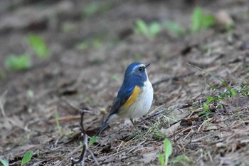 Red-flanked Bluetail 近所の公園 Tue, 4/23/2024