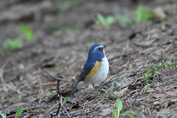 ルリビタキ 近所の公園 2024年4月23日(火)