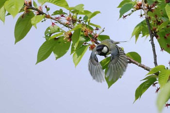 Japanese Tit 愛知県 Wed, 4/17/2024