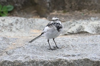 White Wagtail 夙川河川敷緑地(夙川公園) Sun, 3/17/2024