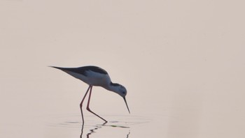 Black-winged Stilt 磐田大池 Sun, 4/14/2024