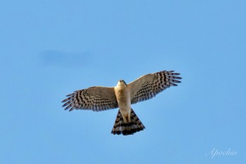 Eurasian Sparrowhawk 日野市 Sat, 3/30/2024