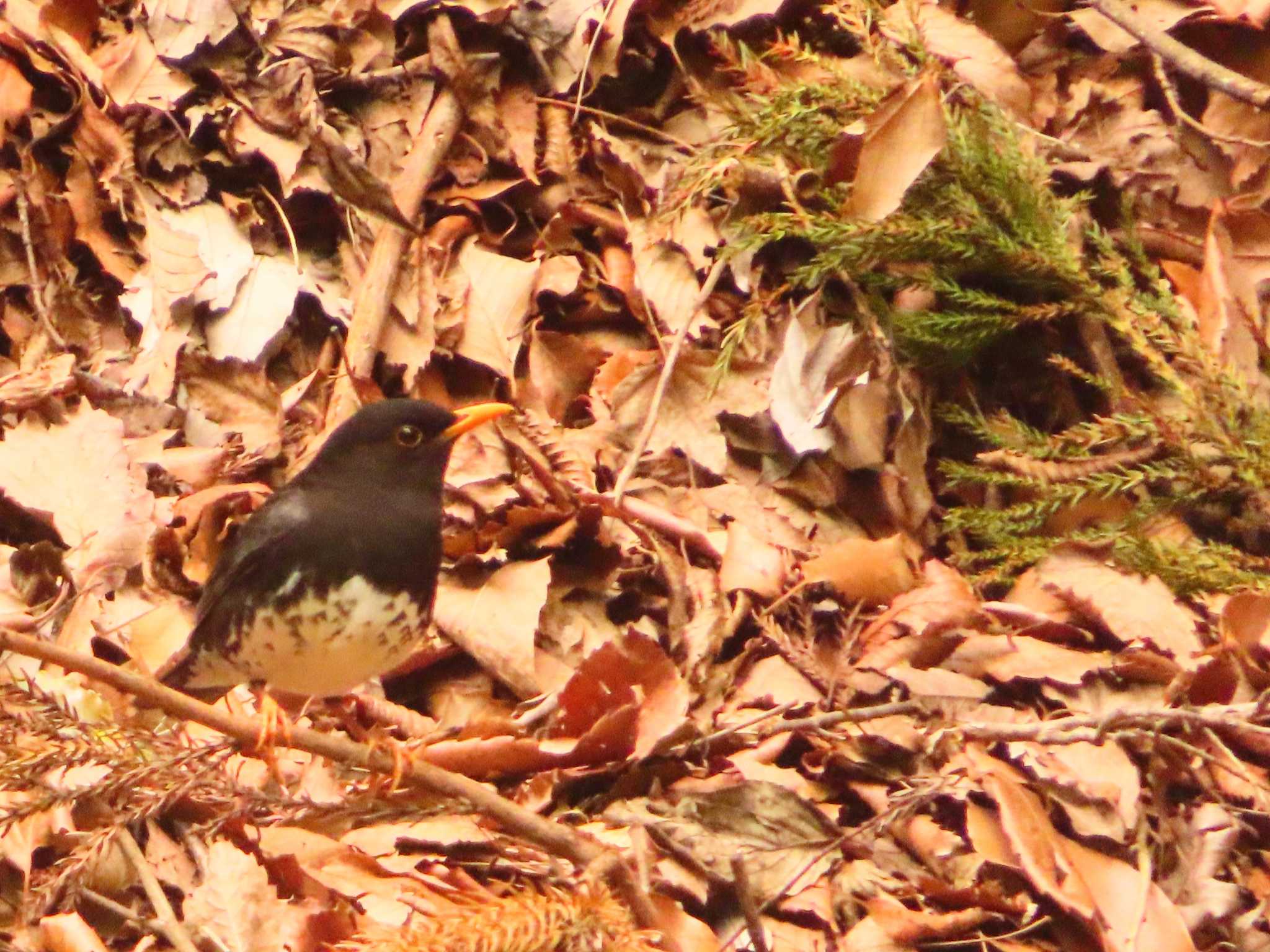 Japanese Thrush