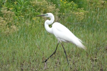 チュウダイサギ 近所の田んぼ 2024年4月23日(火)